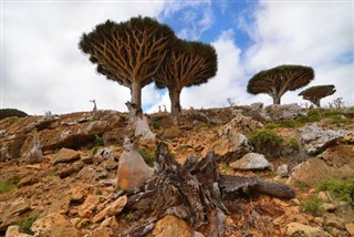 Yemen weather forecast