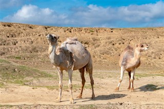 Yemen weather forecast