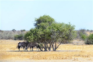 Zambia weather forecast