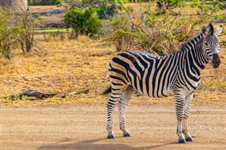 Zimbabwe prognoza pogody